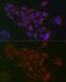 RAB1B, Member RAS Oncogene Family antibody, GTX32825, GeneTex, Immunofluorescence image 