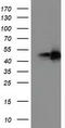 Peroxisome Proliferator Activated Receptor Alpha antibody, TA503542, Origene, Western Blot image 