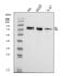 Elongation Factor For RNA Polymerase II antibody, A03336-1, Boster Biological Technology, Western Blot image 