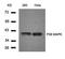 p38 mapk antibody, orb14630, Biorbyt, Western Blot image 