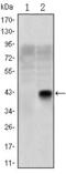 Oligodendrocyte Transcription Factor 2 antibody, GTX60398, GeneTex, Western Blot image 