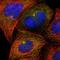 Centrosomal protein of 97 kDa antibody, HPA002980, Atlas Antibodies, Immunofluorescence image 
