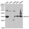 Prostaglandin F synthase antibody, PA5-76071, Invitrogen Antibodies, Western Blot image 