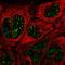 Mediator Complex Subunit 7 antibody, HPA067181, Atlas Antibodies, Immunofluorescence image 