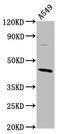 ELMO Domain Containing 3 antibody, CSB-PA842670LA01HU, Cusabio, Western Blot image 