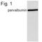 Parvalbumin antibody, NB120-11427, Novus Biologicals, Western Blot image 