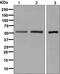 5-Hydroxytryptamine Receptor 7 antibody, ab128892, Abcam, Western Blot image 