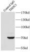 THO Complex 5 antibody, FNab08668, FineTest, Immunoprecipitation image 