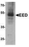 Polycomb protein EED antibody, LS-C153641, Lifespan Biosciences, Western Blot image 