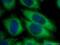 Secreted frizzled-related protein 1 antibody, 26460-1-AP, Proteintech Group, Immunofluorescence image 