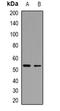 p53 antibody, orb382720, Biorbyt, Western Blot image 
