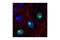 60S ribosomal protein L7a antibody, 2415S, Cell Signaling Technology, Immunofluorescence image 
