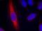 Nitric Oxide Synthase 1 antibody, 79-561, ProSci, Immunofluorescence image 