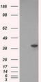 Deoxynucleotidyltransferase terminal-interacting protein 1 antibody, TA501170S, Origene, Western Blot image 