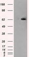 Leukotriene A4 Hydrolase antibody, CF500665, Origene, Western Blot image 