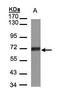 Coiled-coil domain-containing protein 6 antibody, PA5-28588, Invitrogen Antibodies, Western Blot image 