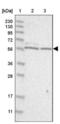 Protein THEMIS2 antibody, NBP1-87849, Novus Biologicals, Western Blot image 