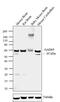 Glutamate Decarboxylase 2 antibody, 39-8200, Invitrogen Antibodies, Western Blot image 