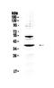 Adenosylmethionine Decarboxylase 1 antibody, PA5-78766, Invitrogen Antibodies, Western Blot image 