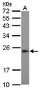 Mitochondrial Ribosomal Protein S23 antibody, GTX119033, GeneTex, Western Blot image 