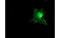 Tropomodulin 1 antibody, MBS834528, MyBioSource, Immunofluorescence image 