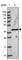 Molybdenum Cofactor Synthesis 1 antibody, HPA045783, Atlas Antibodies, Western Blot image 