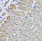 VPS37A Subunit Of ESCRT-I antibody, FNab09440, FineTest, Immunohistochemistry frozen image 