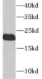 Lipopolysaccharide-induced tumor necrosis factor-alpha factor antibody, FNab04798, FineTest, Western Blot image 