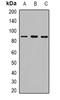 SMAD2 antibody, orb382719, Biorbyt, Western Blot image 