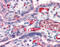 Fibrinogen Alpha Chain antibody, 51-047, ProSci, Immunohistochemistry paraffin image 