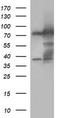 Methylmalonyl-CoA Mutase antibody, TA506873, Origene, Western Blot image 