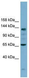 IARS antibody, TA334484, Origene, Western Blot image 