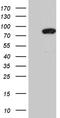MutL Homolog 1 antibody, TA805062S, Origene, Western Blot image 