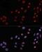 Metallothionein 2A antibody, 16-943, ProSci, Immunofluorescence image 