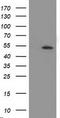 Amyloid Beta Precursor Protein Binding Family B Member 3 antibody, LS-C173408, Lifespan Biosciences, Western Blot image 