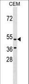 Hydroxycarboxylic acid receptor 3 antibody, LS-C159763, Lifespan Biosciences, Western Blot image 