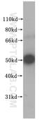 NUF2 Component Of NDC80 Kinetochore Complex antibody, 15731-1-AP, Proteintech Group, Western Blot image 