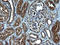 Fibronectin Type III Domain Containing 8 antibody, LS-C338423, Lifespan Biosciences, Immunohistochemistry frozen image 