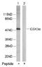 Glycogen Synthase Kinase 3 Alpha antibody, AP02551PU-N, Origene, Western Blot image 