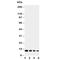C-C Motif Chemokine Ligand 11 antibody, R30607, NSJ Bioreagents, Western Blot image 