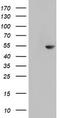 HR1 antibody, TA802969BM, Origene, Western Blot image 
