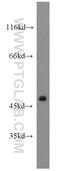 C-Type Lectin Domain Family 18 Member A antibody, 21013-1-AP, Proteintech Group, Western Blot image 