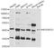Mitochondrial Transcription Termination Factor 3 antibody, LS-C747679, Lifespan Biosciences, Western Blot image 