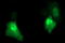 Uracil Phosphoribosyltransferase Homolog antibody, M09616, Boster Biological Technology, Immunofluorescence image 