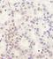 DEAH-Box Helicase 38 antibody, A300-859A, Bethyl Labs, Immunohistochemistry paraffin image 