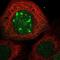 Cell Division Cycle Associated 7 Like antibody, NBP1-83074, Novus Biologicals, Immunofluorescence image 