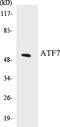 Activating Transcription Factor 7 antibody, EKC1044, Boster Biological Technology, Western Blot image 