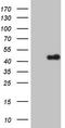 ZFP42 Zinc Finger Protein antibody, TA807870, Origene, Western Blot image 