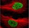 NELF-E antibody, NBP1-88036, Novus Biologicals, Immunocytochemistry image 