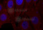 Synuclein Alpha antibody, AP0451, ABclonal Technology, Immunofluorescence image 
